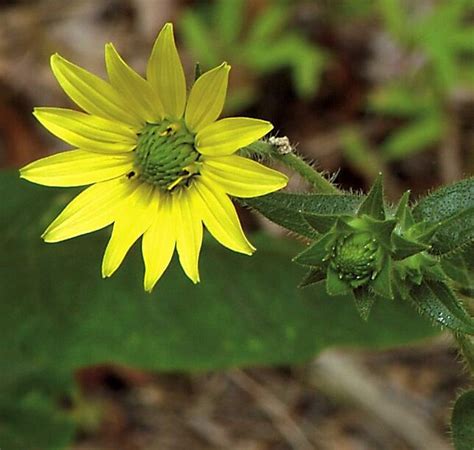 罗盘草|因為愛而滅絕的植物──羅盤草 (Silphium) – 每日一冷